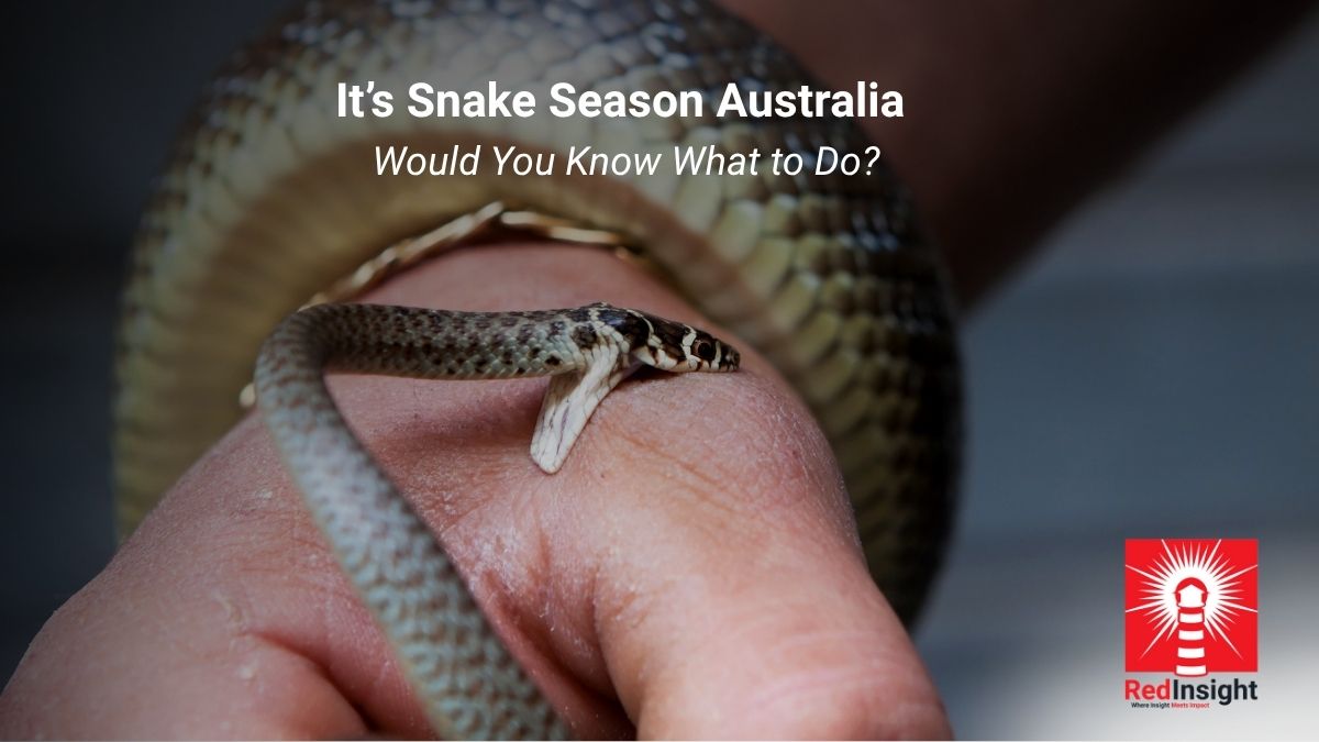Applying a snake bite pressure immobilisation bandage – St John first aid guidance